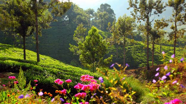 flowers-darjeeling