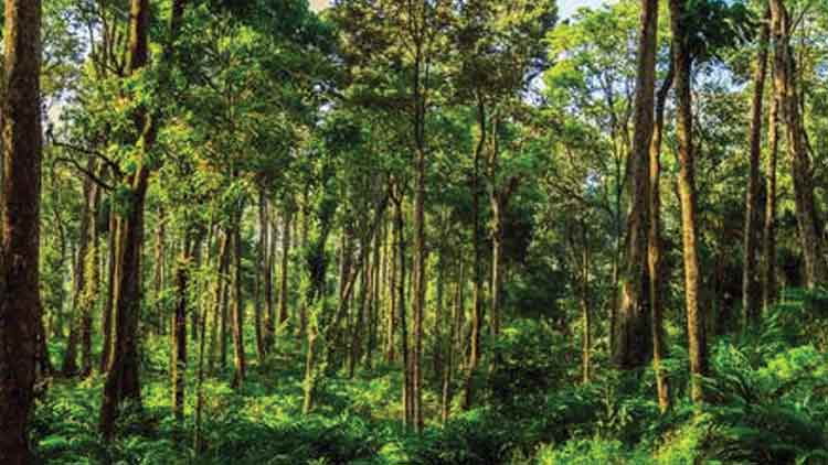 വന സംരക്ഷണത്തിനുള്ള ഫണ്ടും ആഡംബരത്തിനായി ചെലവിടുന്നു