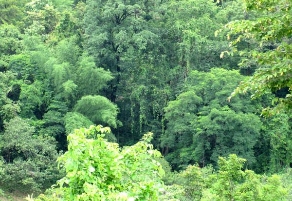 ഇടുക്കി പട്ടയം: എസ്.സി,എസ്.ടി വിഭാഗങ്ങള്‍ക്ക് ലഭിച്ചത് മൂന്നു ശതമാനം ഭൂമി