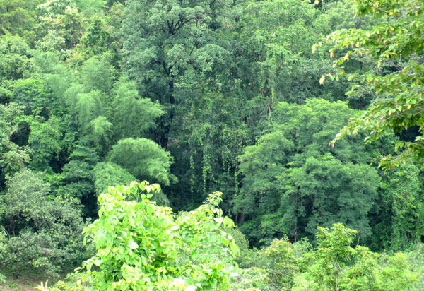 വനഭൂമി വിതരണത്തിന് കേന്ദ്രാനുമതി: ദുരൂഹമെന്ന് നിയമ വിദഗ്ധര്‍