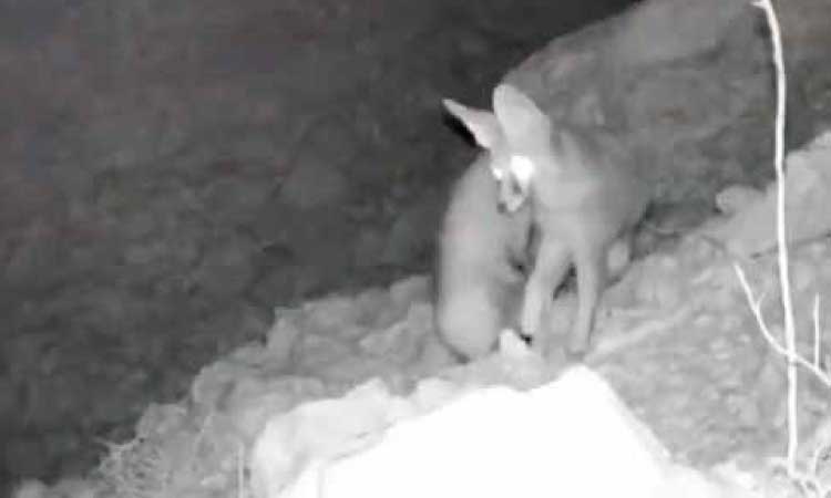 ക​ണ്ണി​ൽ​പെ​ടാ​തെ 17 വ​ർ​ഷം; അ​പൂ​ർ​വ കു​റു​ക്ക​ൻ കാ​മ​റ​യി​ൽ