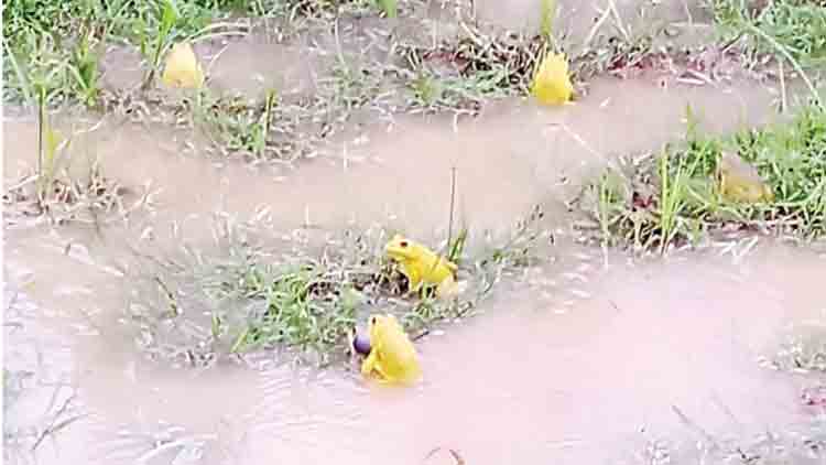 പേക്രോം... പേക്രോം... വയലിൽ മഞ്ഞത്തവളകൾ 