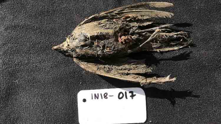 ഹിമയുഗത്തിൽ ജീവിച്ച പക്ഷിയെ കണ്ടെത്തി; പ്രായം 46,000 വർഷം