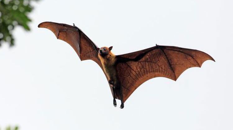 fruit-eating-bat1