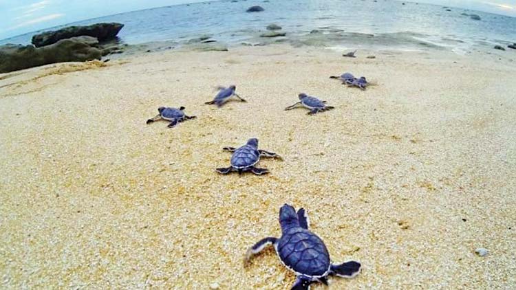 ക​ട​ലാ​മ പ്ര​ജ​ന​ന​കാ​ലം ക​ഴി​ഞ്ഞു;  ഫു​​വൈ​​രി​​ത്ത് ബീ​​ച്ച് നാ​ളെ തു​റ​ക്കും