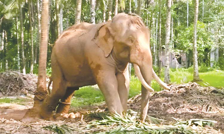 മ​ദ​പ്പാ​ടു​ള്ള ആ​ന​ക്ക്​ പീ​ഡ​നം