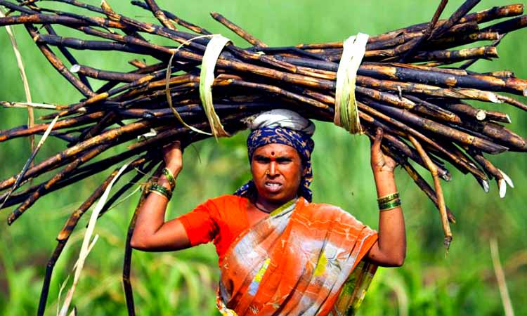 കരിമ്പുപാടങ്ങളിലെ ആർത്തവ അയിത്തം