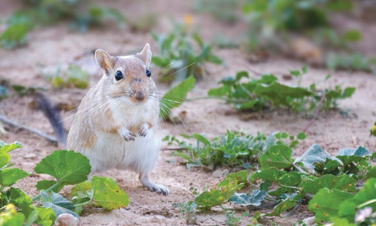 മലയാളിയുടെ കാമറ കണ്ണിലുടക്കി ‘കിങ്​ ജിർദ്​’