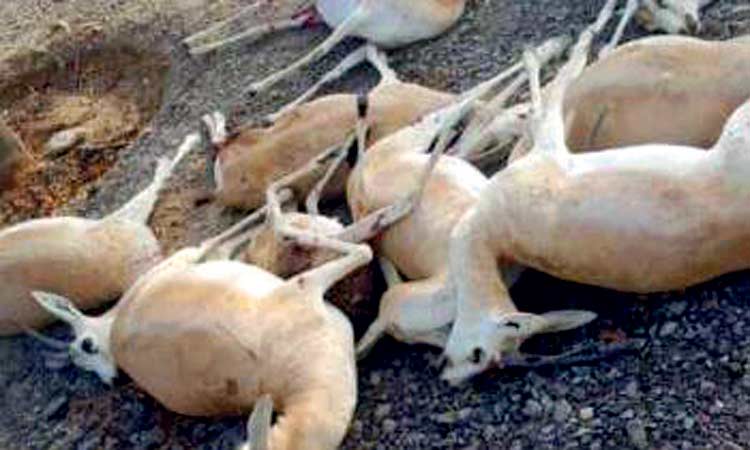 പ​തി​മൂ​ന്ന് അ​റേ​ബ്യ​ൻ ക​ല​മാ​നു​ക​ളെ നാ​യ​ക​ൾ ക​ടി​ച്ചു​കൊ​ന്നു