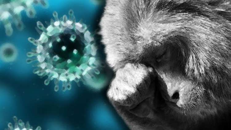 കുരങ്ങുപനി; വയനാട്ടിൽ മരണം മൂന്നായി, നാലുപേർ ചികിത്സയിൽ