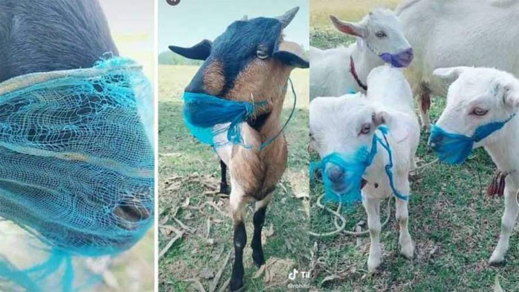 മാസ്​ക്​ ധരിച്ചില്ല; യുപിയിൽ ആട്​ അറസ്റ്റിൽ