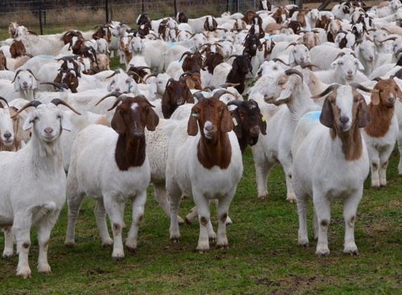 ഇടയന് രോഗബാധ; ക്വാറൻറീനിലാക്കിയ 50 ആടുകൾക്ക് കോവിഡില്ല ഇടയന് രോഗബാധ; ക്വാറൻറീനിലാക്കിയ 50 ആടുകൾക്ക് കോവിഡില്ല