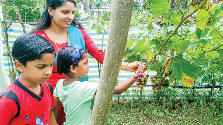മു​ന്തി​രി​വ​ള്ളി ത​ളി​രി​ടും, തീ​ര​മ​ണ്ണി​ലും