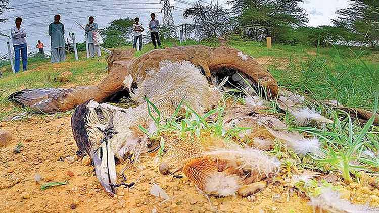 വംശനാശത്തിലേക്ക്​ മു​​േമ്പ പറക്കുന്നവർ:  ​ ‘ഗ്രേ​റ്റ്​ ഇ​ന്ത്യ​ൻ ബ​സ്​​റ്റാ​ർ​ഡ്​’  പ​ക്ഷി​ക​ൾ ൈവ​ദ്യു​തി ക​മ്പി​യി​ൽ  കു​രു​ങ്ങി​ത്തീ​രു​ന്നു