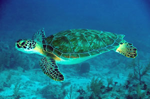 ഹരിത ട്രൈബ്യൂണല്‍ കൊച്ചി ബെഞ്ചിന്‍െറ പ്രവര്‍ത്തനം ഉടനാരംഭിക്കും