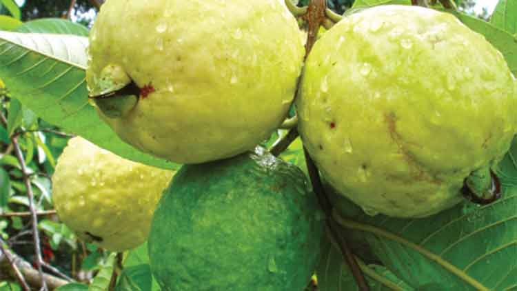 എന്തൊരു പേര?