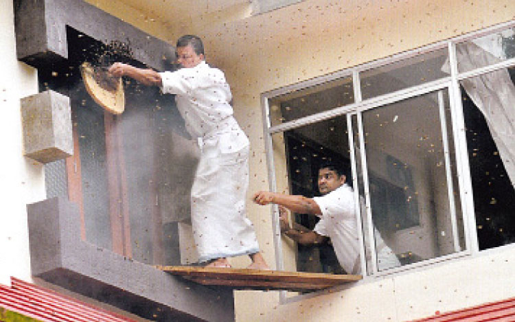 പെരുന്തേനീച്ചക്കൂട്ടത്തെ തുരത്തി സ്ഥാനാര്‍ഥി താരമാകുന്നു