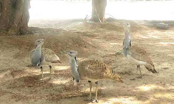 ഹു​ബാ​റ പ​ക്ഷി കു​ഞ്ഞു​ങ്ങ​ള്‍ അ​ടു​ത്ത​മാ​സം വി​രി​ഞ്ഞി​റ​ങ്ങും