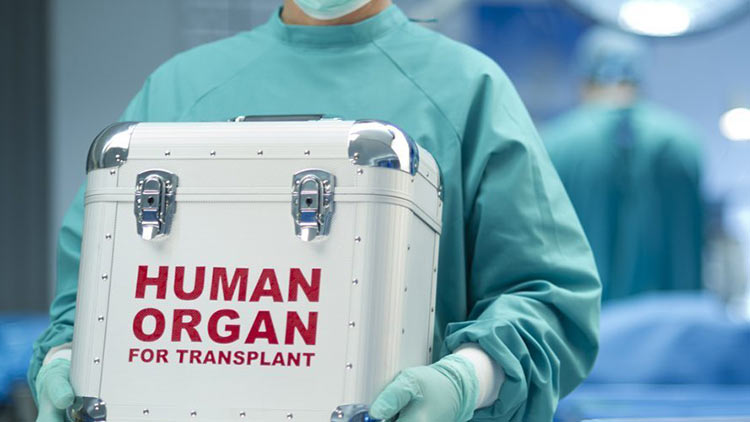 human-organ