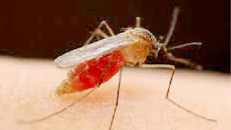 ​തൊടുപുഴയിൽ മന്തിന്​ കാരണമാകുന്ന വിരയെ ക​െണ്ടത്തി