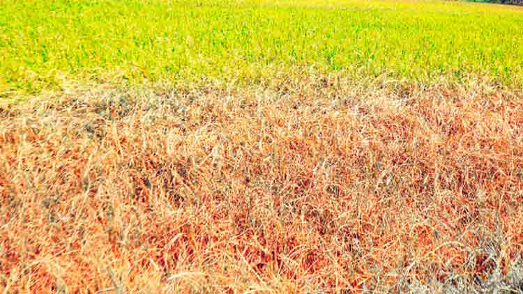 വേനൽ: അഞ്ചിരി പാടശേഖരം വരണ്ടുണങ്ങുന്നു