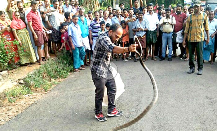 ഭക്ഷണം കഴിക്കുന്നതിനിടെ കാൽച്ചുവട്ടിൽ രാജവെമ്പാല; ഞെട്ടിത്തരിച്ച് വീട്ടുകാർ