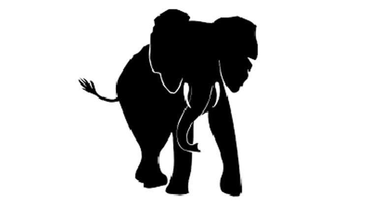 ഒറ്റയാ​െൻറ ആക്രമണം;  നാല്​ സ്ത്രീകൾക്ക് പരിക്ക്