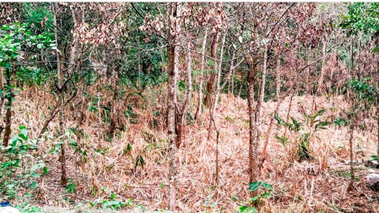 തോട്ടം കരിഞ്ഞുണങ്ങുന്നു; ഏലം കർഷകർ ആശങ്കയിൽ