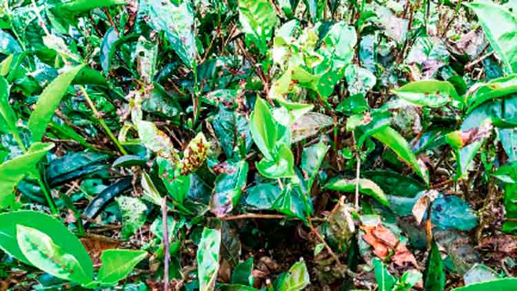 പൊള്ളുരോഗം ബാധിച്ച്​ തേയിലച്ചെടികൾ; ആശങ്കയിൽ ചെറുകിട കർഷകർ