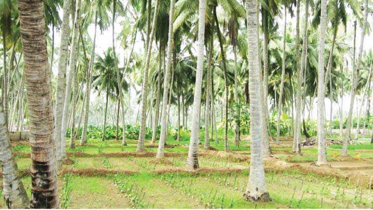 സലാലയിൽ ഇളനീർ ഉൽപാദനം കുറയുന്നു സലാലയിൽ ഇളനീർ ഉൽപാദനം കുറയുന്നു