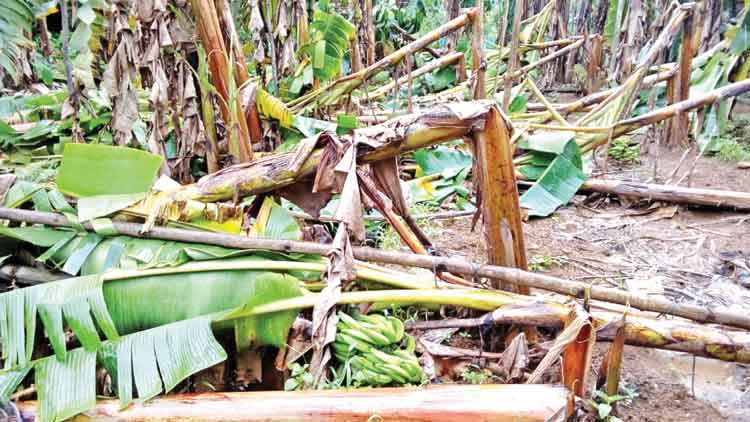 പ്രളയക്കെടുതി: ഇൻഷുറില്ലെങ്കിൽ കർഷകർക്ക് നാമമാത്ര നഷ്​ടപരിഹാരം