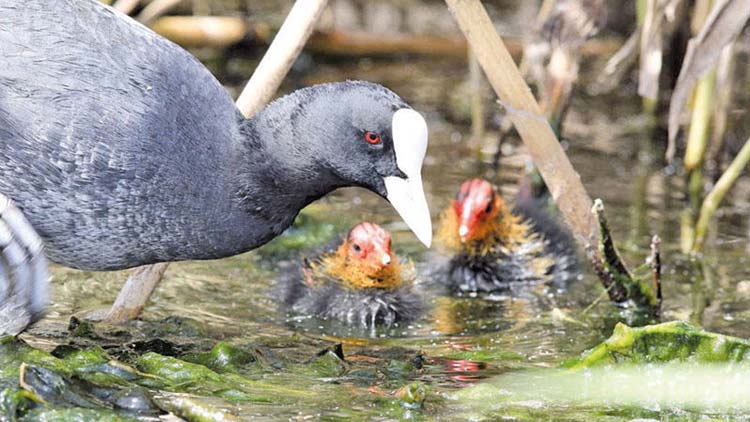 പ​ച്ച​പ്പ​ണി​യാ​ൻ  പ​ദ്ധ​തി​ക​ളു​മാ​യി ജ​ഹ്റ