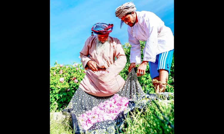 ജബൽ അഖ്ദറിൽ ഇനി റോസാപ്പൂക്കാലം