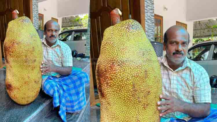 jackfriuit-narayanan