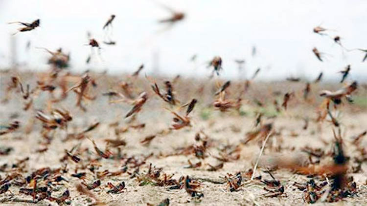വെ​ട്ടു​കി​ളി​ക​ൾ കൂ​ട്ട​മാ​യി പ​റ​ന്നി​റ​ങ്ങി​;  ജ​ന​ജീ​വി​തം ത​ട​സ്സ​പ്പെ​ട്ടു