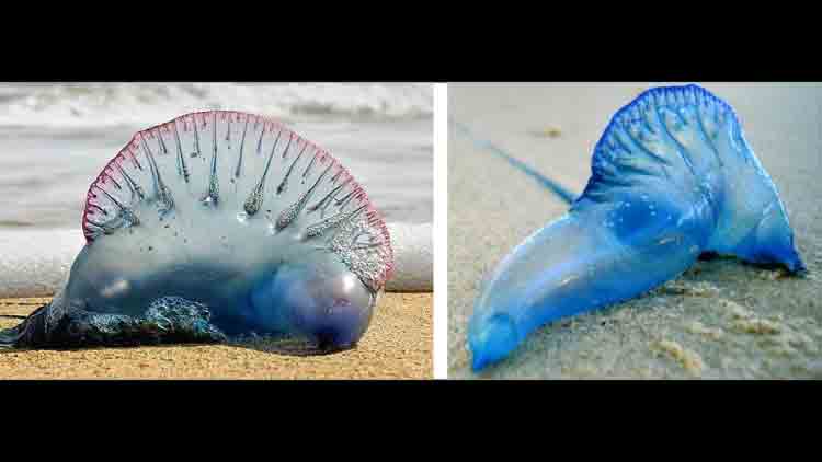ദോഫാർ തീരത്ത്​ വിഷാംശമുള്ള ജെല്ലി ഫിഷുകളുടെ സാന്നിധ്യം