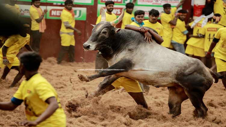 Coimbatore Jallikattu