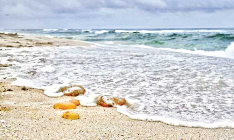 സലാലയിലെ കടൽത്തീരങ്ങളിൽ ജെല്ലി ഫിഷ് ഭീഷണി