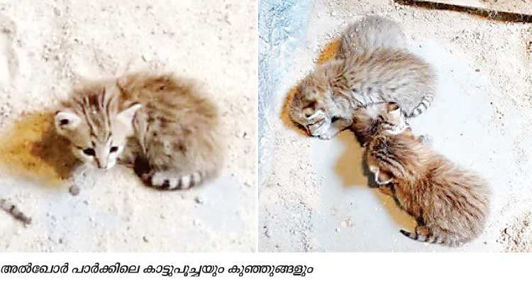 അറേബ്യൻ കാട്ടുപൂച്ചക്ക് അൽഖോർ പാർക്കിൽ സുഖപ്രസവം