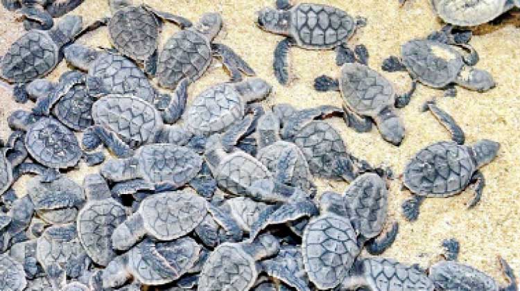 കടലാമകളു​െട മികച്ച സംരക്ഷണ കേന്ദ്രമായി ഖത്തറിലെ ബീച്ചുകൾ