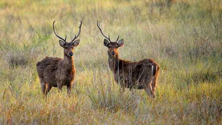 കൻഹ പാർക്ക് രണ്ടരമാസത്തിന് ശേഷം സഞ്ചാരികൾക്കായി തുറന്നു കൻഹ പാർക്ക് രണ്ടരമാസത്തിന് ശേഷം സഞ്ചാരികൾക്കായി തുറന്നു