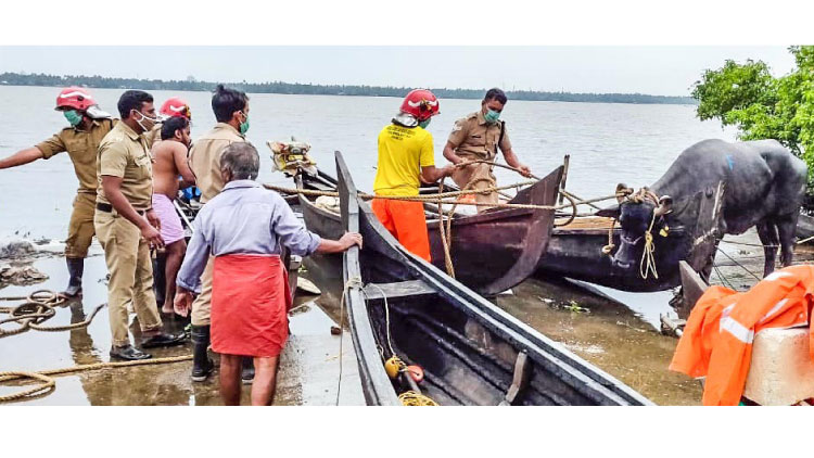 എരുമ വിരണ്ടോടി കാ​യ​ൽ നീ​ന്തി​ക്ക​ട​ന്നു