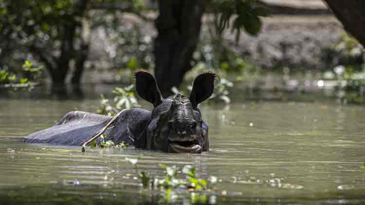 മൃഗങ്ങൾ ചത്തൊടുങ്ങുമെങ്കിലും പ്രളയമില്ലാതെ കാസിരംഗക്ക്​ നിലനിൽപ്പില്ല- കാരണമിതാണ്​