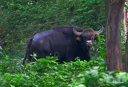 കുണ്ടളയില്‍ കൂടുതല്‍ കാട്ടുപോത്തുകള്‍ ചത്തതായി സംശയം; വനംവകുപ്പ് തിരച്ചില്‍ ഊര്‍ജിതമാക്കി