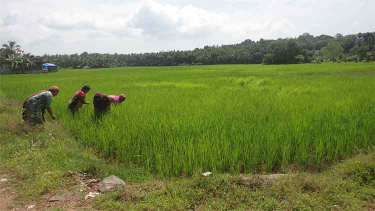 ഭക്ഷ്യസുരക്ഷ ഉറപ്പാക്കാൻ കർമപദ്ധതി; തരിശ് നിലങ്ങളിൽ കൃഷിയിറക്കും ഭക്ഷ്യസുരക്ഷ ഉറപ്പാക്കാൻ കർമപദ്ധതി; തരിശ് നിലങ്ങളിൽ കൃഷിയിറക്കും