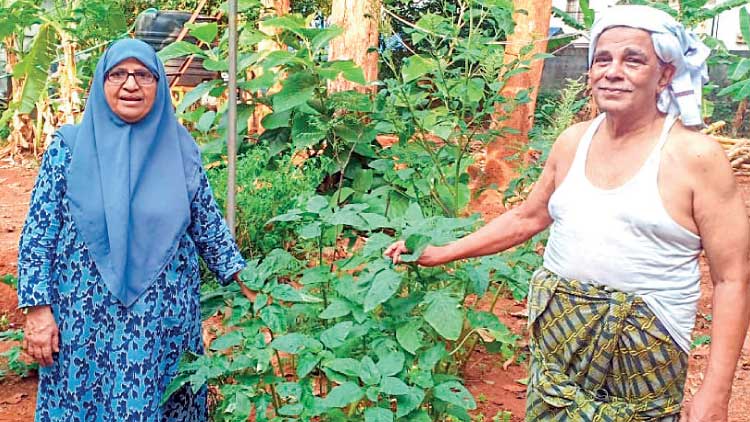 പെ​രി​ന്ത​ൽ​മ​ണ്ണ​ക്കാ​രു​ടെ പ്രി​യ​പ്പെ​ട്ട ഡോ​ക്​​ട​ർ തൂ​മ്പ​യെ​ടു​ത്ത് മ​ണ്ണി​ൽ