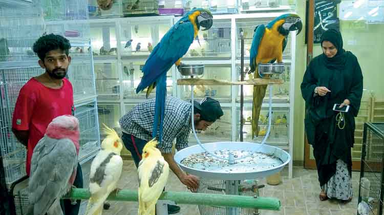 ക​ണ്ണി​ന് ക​ു​ളി​രു പ​ക​ർ​ന്ന് മി​ന മാ​ർ​ക്ക​റ്റി​ലെ ഓ​മ​ന​പ്പ​ക്ഷി​ക​ൾ