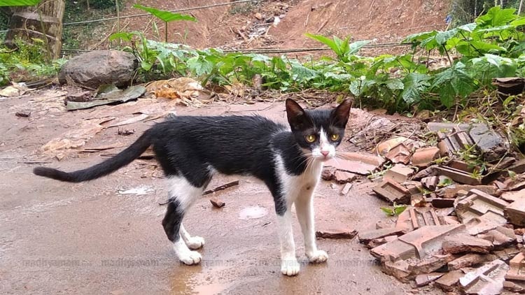 ഉറ്റവർ മണ്ണിനടയിൽ; ഭക്ഷണം കഴിക്കാതെ എല്ലും തോലുമായി കിങ്ങിണി