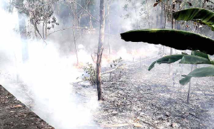 ചൂട്​ കടുത്തു; കുണ്ടറയിൽ തീപിടിത്തം വ്യാപകം