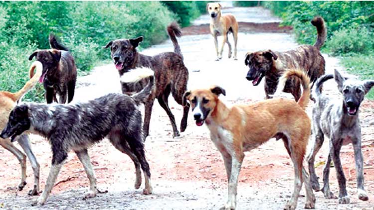 എ.ബി.സി പദ്ധതി കാര്യക്ഷമമല്ല; തെരുവുനായ്​ക്കൾ പെരുകുന്നു